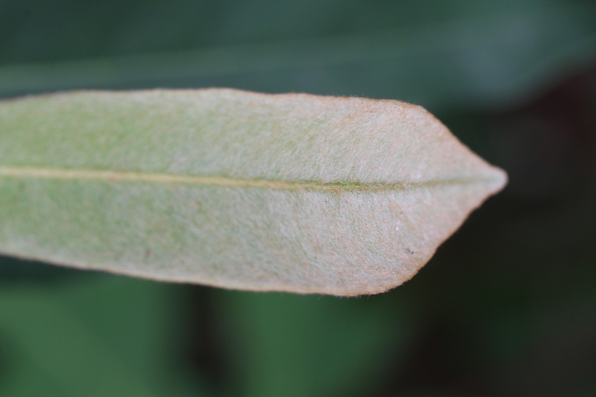 Madhuca clavata Jayas.